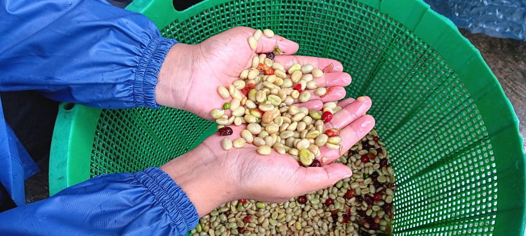 Sumatera coffee tour with&nbsp;japanes